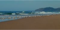 Seagulls at Umngazi, Eastern Cape.