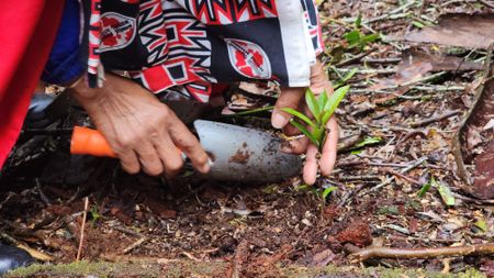 Newly planted indigenous trees rise against bark stripping in Cape Town