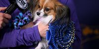 Photo Essay- Westminster Dog Show