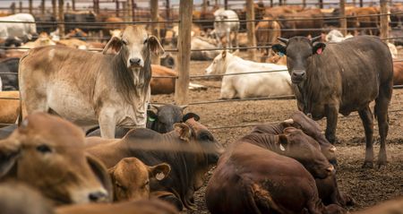 South Africa’s beefy impact: the road toward a just transition on climate, cattle, and equity