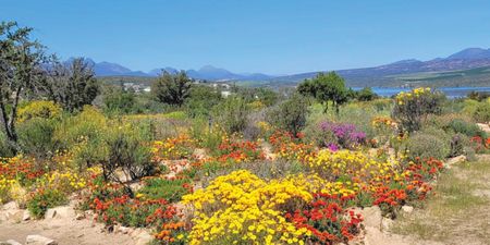 Destination Clanwilliam — for dazzling wildflowers, rooibos and more