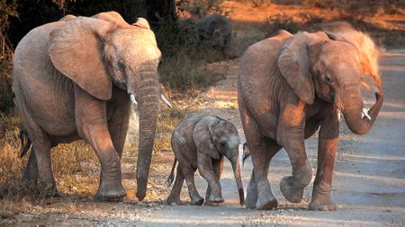 At a crossroads: Sustainable solutions for Madikwe's elephant overpopulation crisis