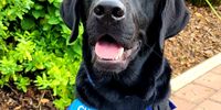 Fernando, the SA Guide Dog Pup, brighting our day with his smile. CREDIT: Falynn Coetzee