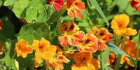 Nasturtium: rampant groundcover with cheerful flowers. Add flowers to your pesto too. (Image by Светлана from Pixabay)