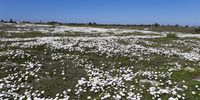  It's snowing in Velddrif. Spring has sprung early in the West Coast. Photographer: Caryl<br>