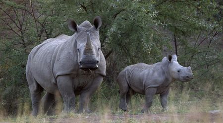 Scientists create embryos, hope to save near-extinct rhino