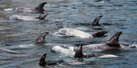 Mist and magic — rare marine pod of Risso’s dolphins spotted in False Bay