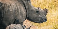 There are animal welfare concerns about the frequent dehorning of rhinos. (Photo: Tim Kuiper)