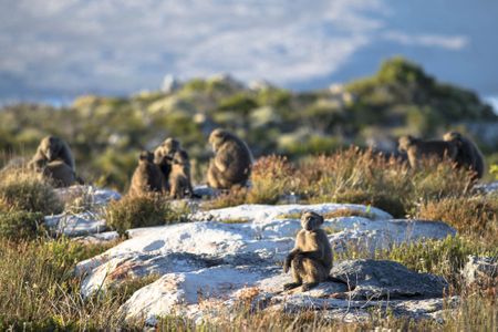 A humane solution is needed to solve the Kataza ‘problem’