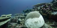 Corals beginning to bleach in the Chagos archipelago. (Photo: Phil Renaud/Khaled bin Sultan Living Oceans Foundation)