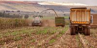 SA farmers swap maize for sunflower as ‘Godzilla’ El Niño threatens harvests