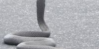 Angry Mocabique Spitting Cobra. Image: Peter Brett