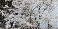 A snow-covered tree in the central town of Barkly East on 29 June, 2023. (Photo: Lesley Maise)