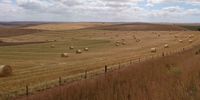Harvest time in the Overberg.