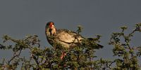 A pale chanting goshawk, with a mouse for dinner. (Photo: Chris Marais)<br>