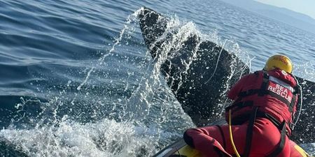 Volunteer boat crews free entangled juvenile whale off Simon’s Town coast