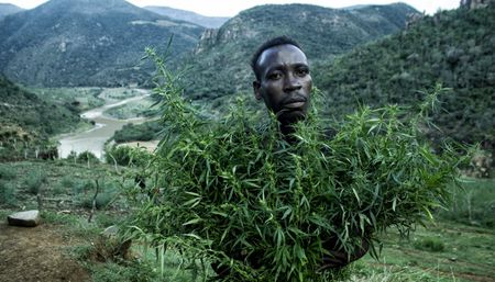 GroundUp Report: Cash crops poisoned in Pondoland