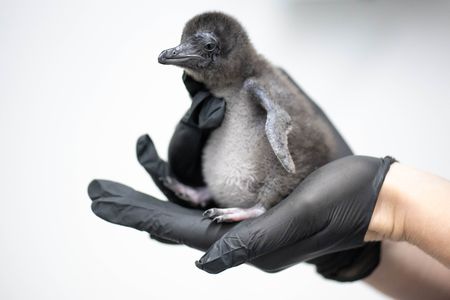 The world’s smallest penguin species, and other stories from around the globe