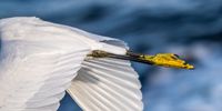 Little Egret, Sea Point. Photographer: Warren ParkerP