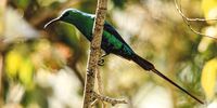 A Cederberg resident, the malachite sunbird.Photo:Angus Begg