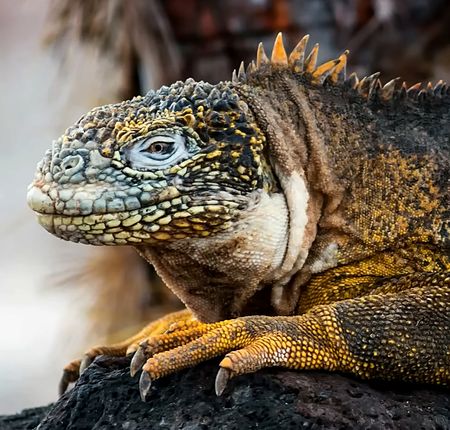 How Uganda became the world’s top market for trafficked Galápagos iguanas