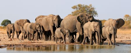 North West MEC snubs Parliament again as elephant ‘removal’ plan advances without oversight
