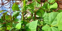 Beans growing up a fence made from old bedsprings in Khutsong food garden belonging to Linda Mvelase and Nkageleng Tlelima (Photo: Anna Trapido)<br>