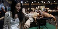 A visitor plays with iguanas at Thailand Reptile and Exotic Expo in Bangkok, Thailand, 02 August 2024. The Thailand Reptile and Exotic Expo is a trade showcase exhibiting hundreds of reptiles and exotic animals from breeders to sell as exotic pets for enthusiasts.  EPA-EFE/RUNGROJ YONGRIT