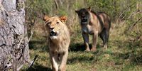 Truce between lions and farmers claws back hope in Botswana’s Okavango Delta