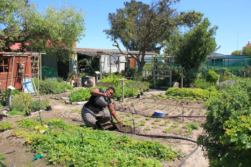 Community gardens can bring healthy food to Cape Town’s poorer areas