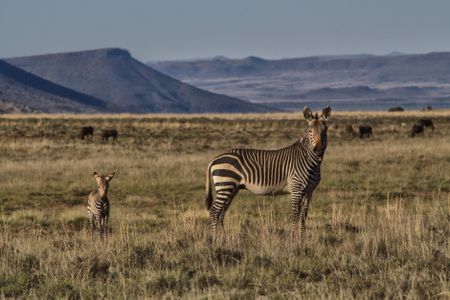 Mountain Zebra National Park – back from the brink