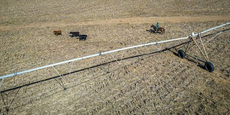 Crop Estimates Committee slashes SA maize forecast, sees 2024 harvest down 19% as El Niño bites