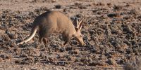 Aardvark on the hunt in the late afternoon, south of Pofadder. 21 August 2021.