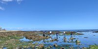 The hunt for seaweed. (Photo: Bianca Coleman)