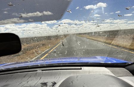 The Locust Migrations: Riders on the sandstorm, wonder in the sky