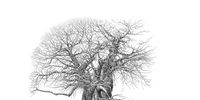 Baobab pencil drawing by Bowen Boshier.