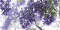 Jacaranda season in Houghton Estate. Photographer: Max Katz