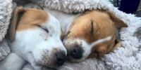 Time for a snooze. Photographer: Veruschka Beugelink