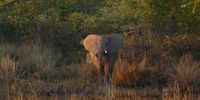 Ellie admiring its own reflection, Kruger National Park. Photographer: Patty Fennell