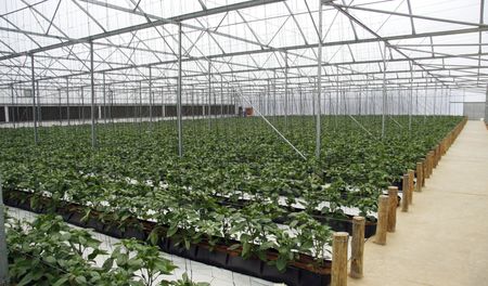 Let’s Not Talk About Agriculture, but Agribusiness