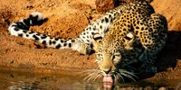 Quenching my thirst @ Limpopo Lipadi Game Reserve. Photographer: Melanie Black