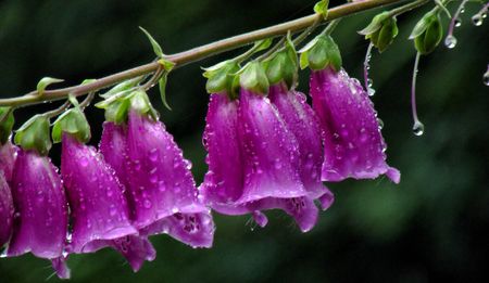 2017, First Thoughts: Towards a Government of Poets