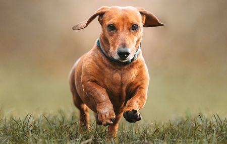 The planet’s going to the dogs, so is your pet climate-friendly? Here’s paws for thought