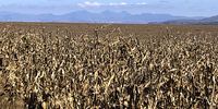 The endless mealie fields of the Free State. (Photo: Mark Heywood)