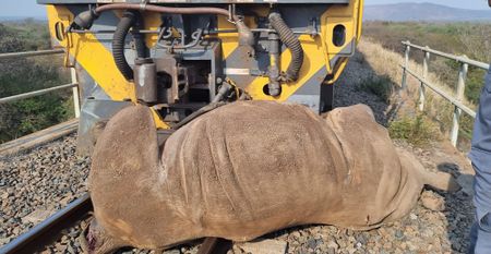 Transnet scraps ‘temporary’ speed limits to hasten coal exports – but denies link to wildlife carnage