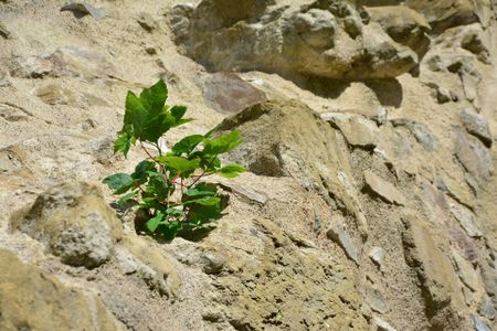 Life from Stone: The Imp of Spring and the passing of thyme