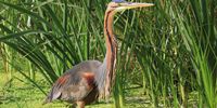 Red Heron. Intaka Island, Century City, Cape Town. Image: Peter Reber