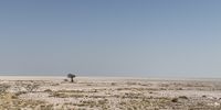 Etosha National Park, Namibia. View on a drive west of Namutoni looking north toward the Pan. Photographer: Dean Boshoff 