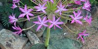 Due to the excessive rains, we have many of these BRUNSVIGIA RADULOSA. <br>