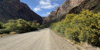 The Northern side of the Swartberg Pass in the Karoo, with yellow Acacia Karoo. Gordon Holtmann